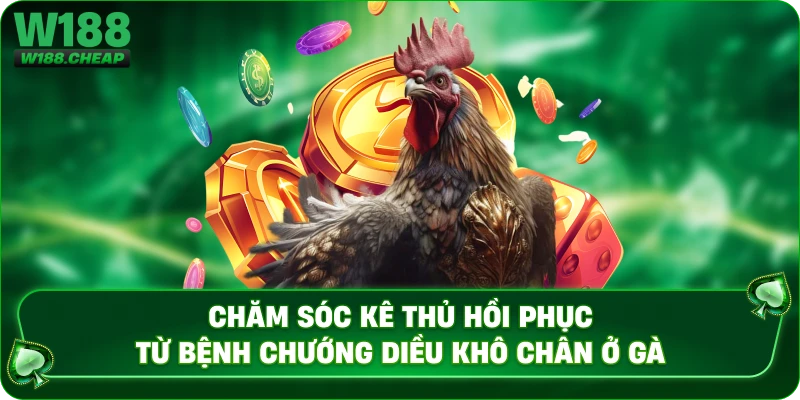 Chăm sóc kê thủ hồi phục từ bệnh chướng diều khô chân ở gà