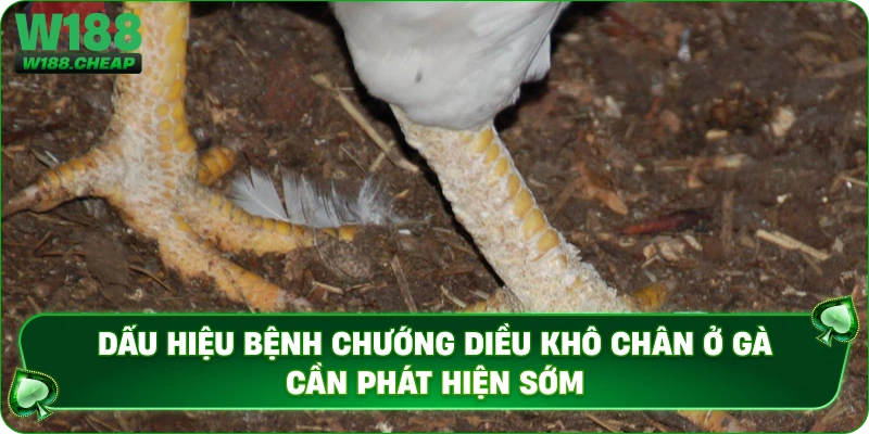 Dấu hiệu bệnh chướng diều khô chân ở gà cần phát hiện sớm 
